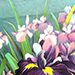 Noriko Iino Gallery